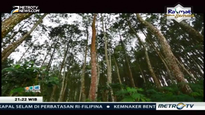Mencari Hutan Pangirutan (3)
