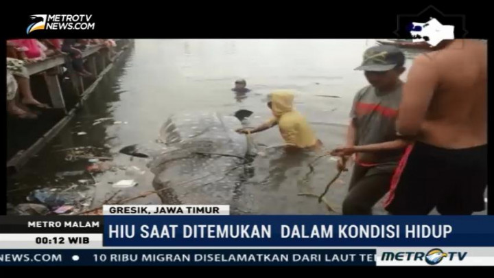 Hiu Tutul Terdampar di Perairan Gresik Jadi Tontonan Warga