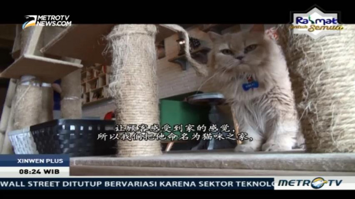 Sensasi Makan Sambil Bermain Bersama Kucing