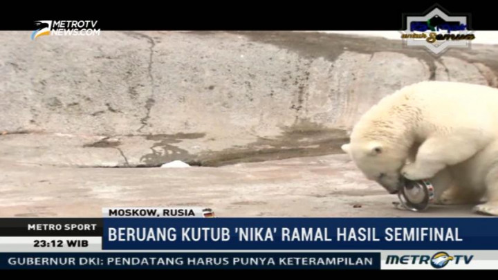 Nika, Beruang Kutub Peramal Hasil Piala Konfederasi 2017