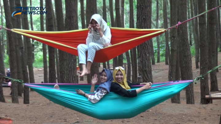 Hutan Pinus Mangunan Primadona Baru di Musim Liburan