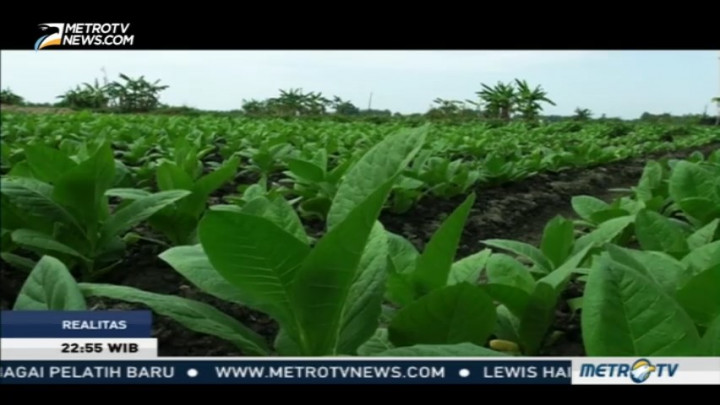 Galau Aturan Tembakau (3)