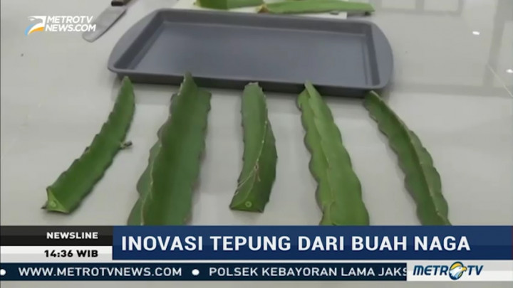 Olah Batang Pohon Buah Naga Menjadi Tepung (1)