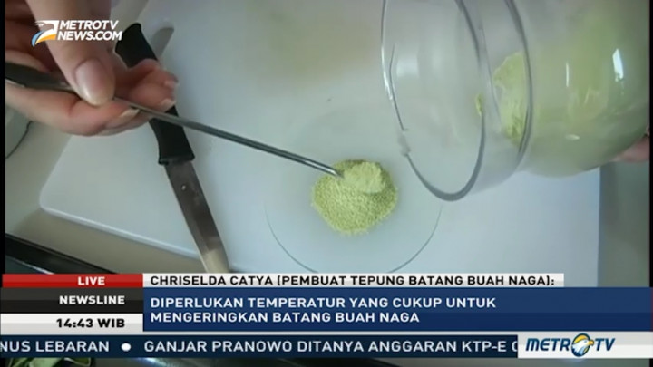 Olah Batang Pohon Buah Naga Menjadi Tepung (2)