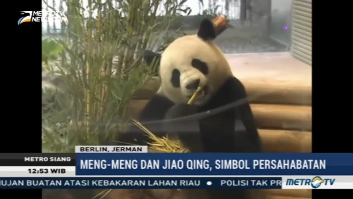 Jinping-Merkel Resmikan Panda Garden di Berlin Zoo