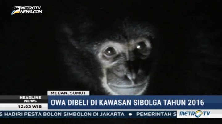 BKSDA Sumut Terima Sepasang Owa