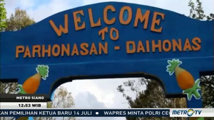 Menikmati Kesegaran Nanas Langsung dari Kebun