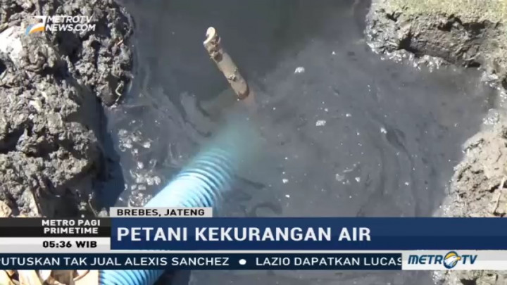 Petani Bawang Merah di Brebes Keluhkan Krisis Air