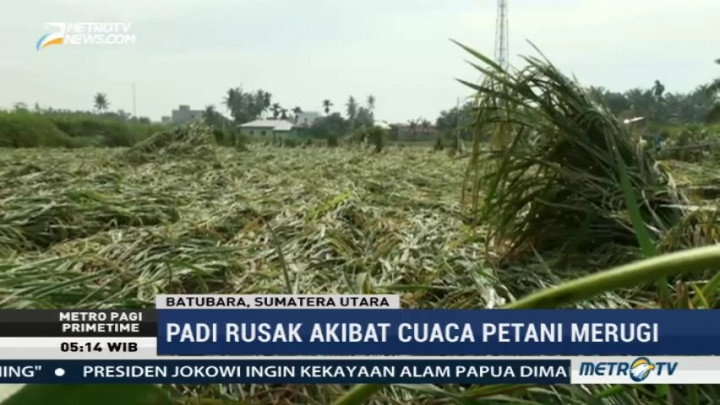 Belasan Hektare Tanaman Padi di Batu Bara Rusak Diterjang Angin Kencang