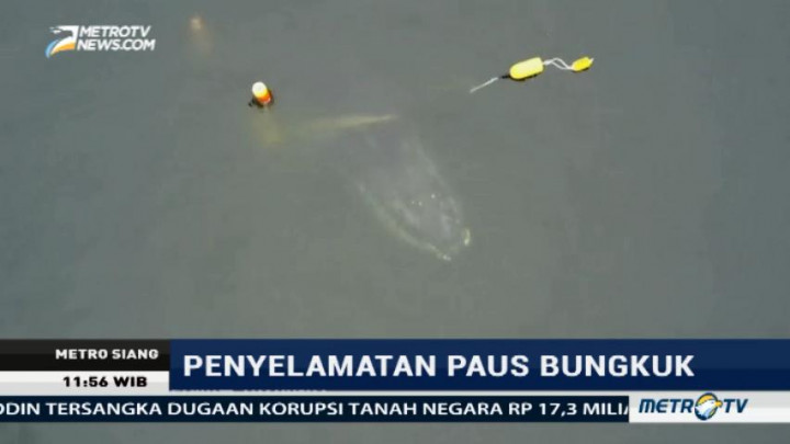 Paus Bungkuk yang Terjerat Jaring Nelayan di California Berhasil Dibebaskan