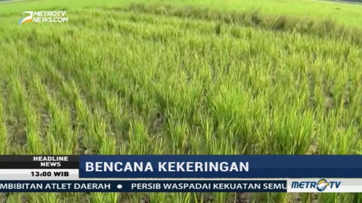 Ratusan Hektare Sawah di Aceh Barat Mengalami Kekeringan