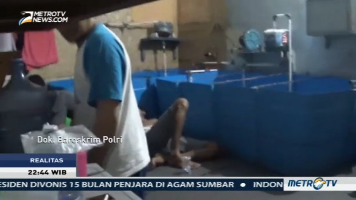 Menjaring Mafia Lobster (2)