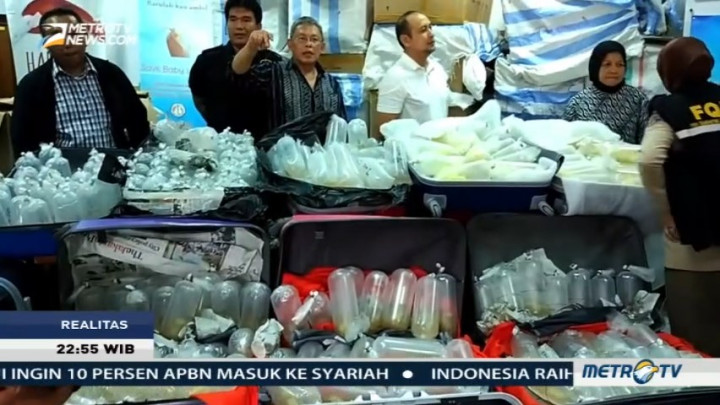 Menjaring Mafia Lobster (3)