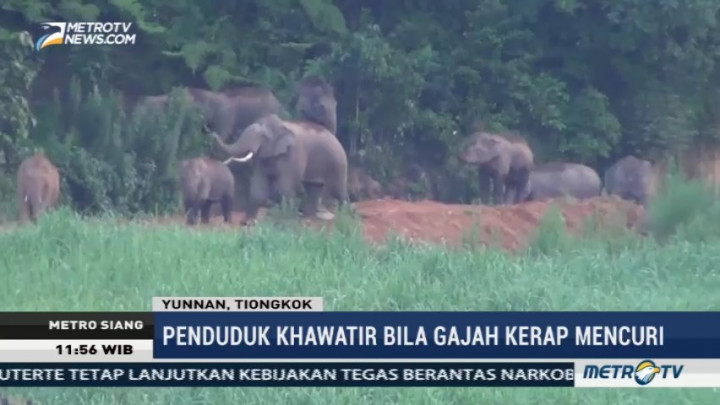 Sekelompok Gajah Terekam Kamera Sedang Mencuri di Tiongkok
