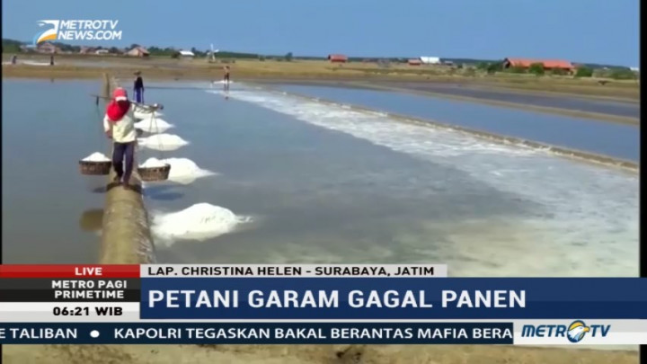 Petani Garam di Madura Gagal Panen Akibat Kemarau Basah