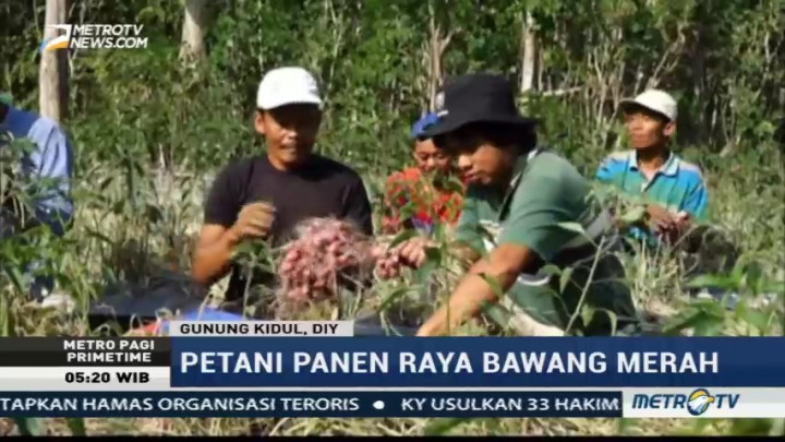 Petani Bawang Merah di Gunung Kidul Panen Raya di Tengah Kekeringan