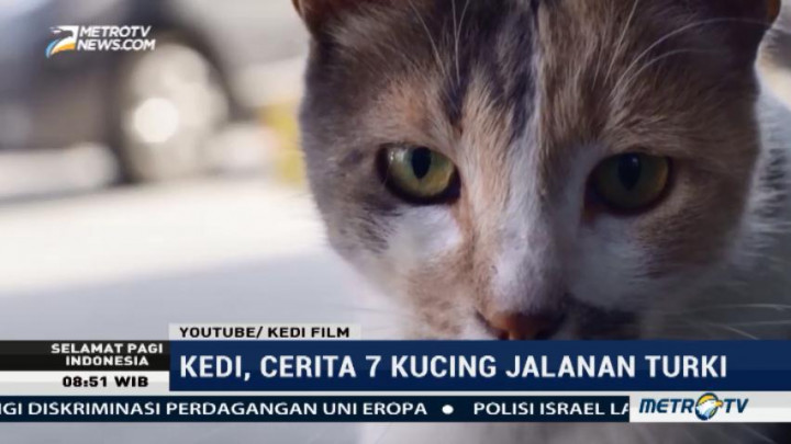 Kedi, Film Dokumenter Tentang Kucing di Turki