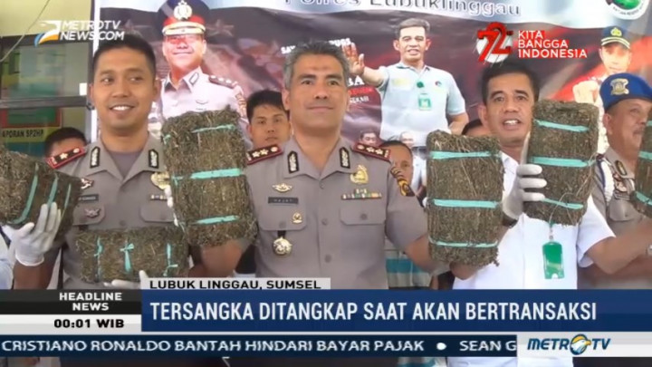 Polres Lubuk Linggau Gagalkan Peredaran Ganja Senilai Rp30 Juta