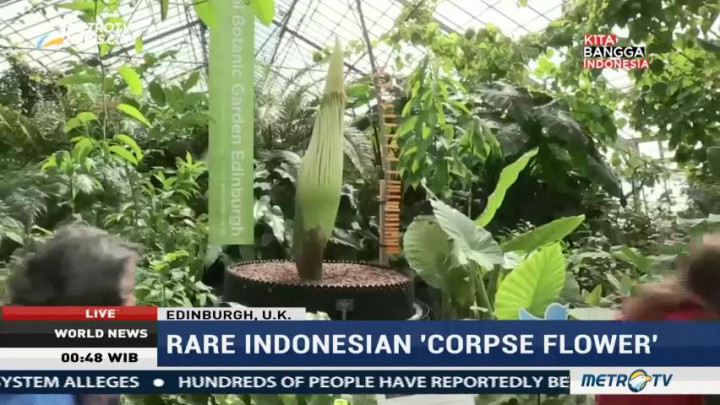 Rare Indonesian 'Corpse Flower'