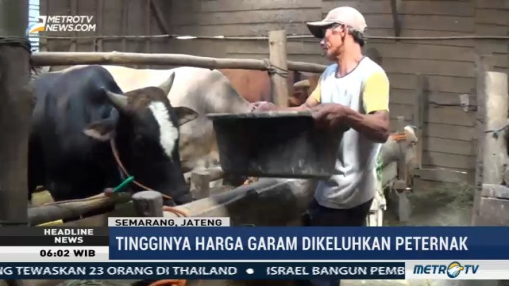 Peternak Sapi Keluhkan Tingginya Harga Garam