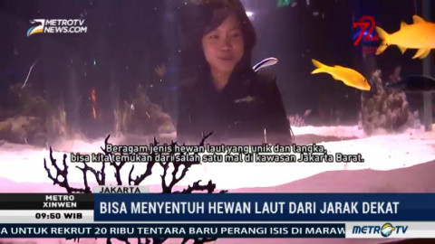 Melihat Beragam Hewan Laut Unik Dan Langka Di Jakarta Aquarium