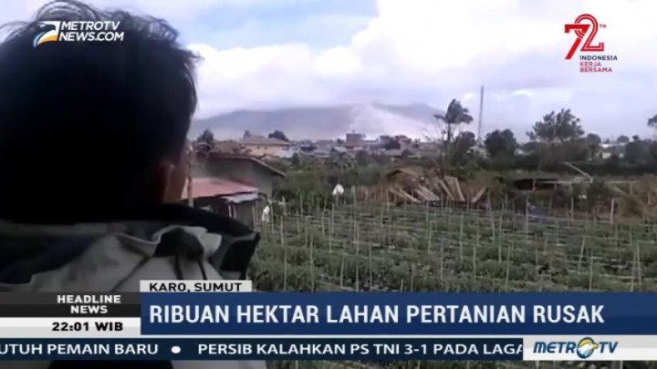 10 Ribu Hektare Lahan Pertanian Rusak Akibat Erupsi Sinabung