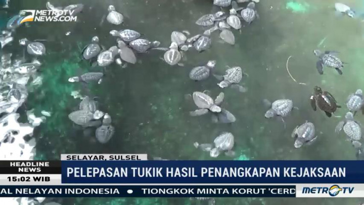 Kejati Sulsel Lepas Puluhan Ekor Tukik Hasil Penangkaran