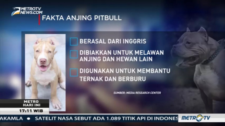Fakta-fakta Seputar Anjing Pitbull
