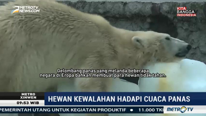 Hewan Kewalahan Hadapi Cuaca Panas di Beberapa Negara