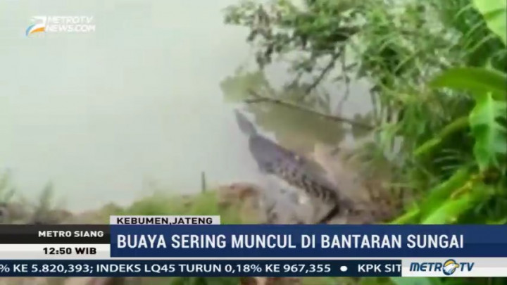 Kemunculan Buaya di Sungai Lukulo Meresahkan Warga