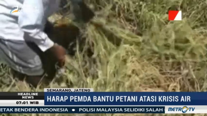 Puluhan Hektare Sawah di Semarang Dilanda Kekeringan