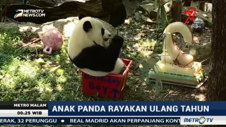 Anak Panda di Washington Rayakan Ulang Tahun Kedua