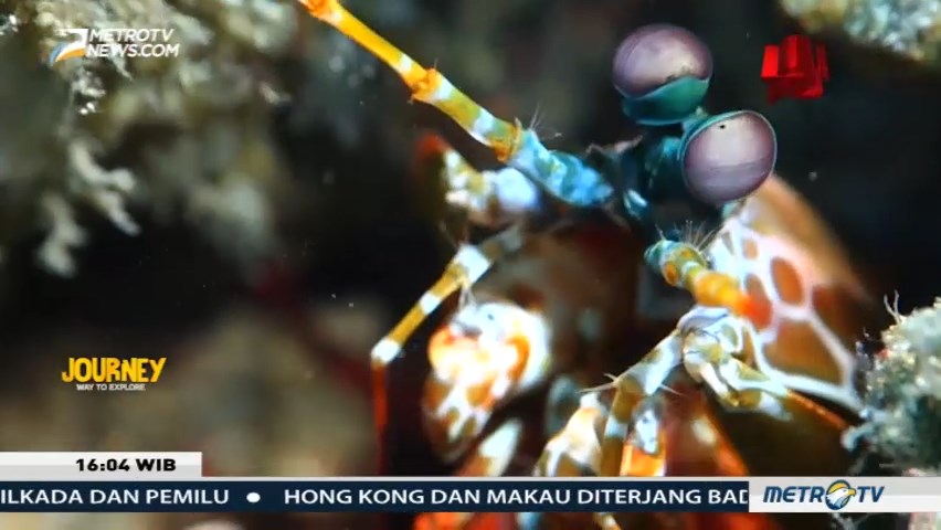 Pesona Selat Lembeh (1)