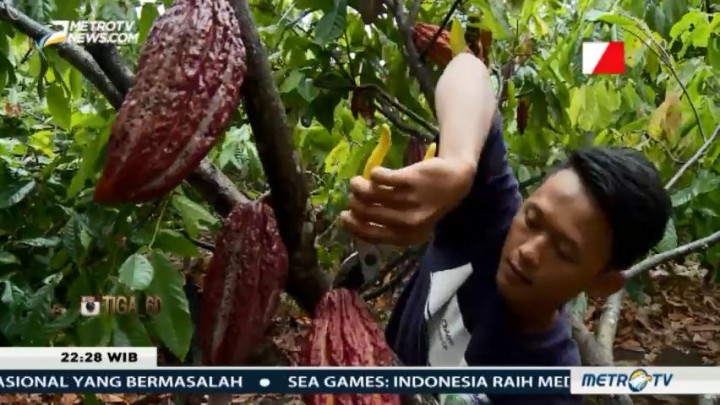 Ironi Negeri Penghasil Kakao