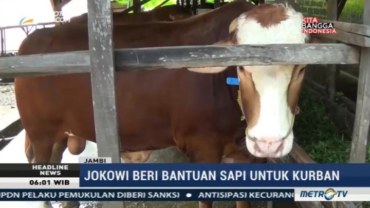Presiden Jokowi Kurban Sapi di Banjarbaru, Palembang dan Jambi
