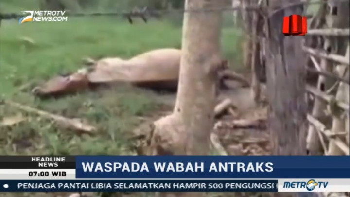 25 Sapi di Gorontalo Mati Mendadak
