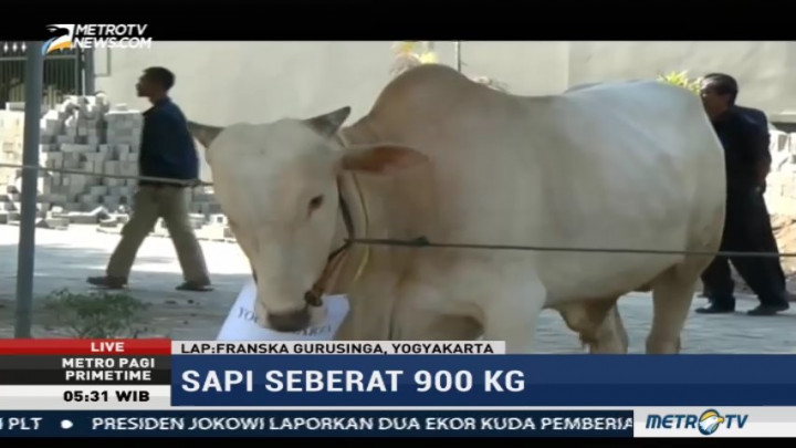 Jokowi Berkurban Sapi 900 Kg di Bantul