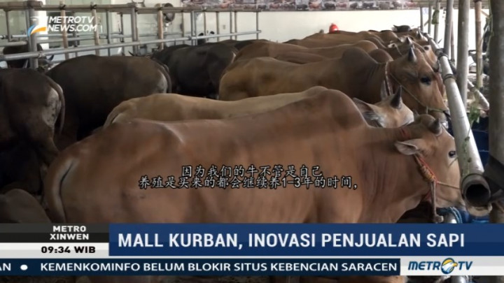 Mal Hewan Kurban Ini Tawarkan Sapi Wagyu