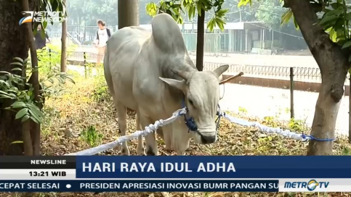 Jokowi-JK Kurban Dua Sapi di Masjid Istiqlal