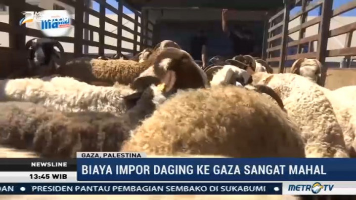 Warga Gaza Terima Donasi Ratusan Hewan Kurban