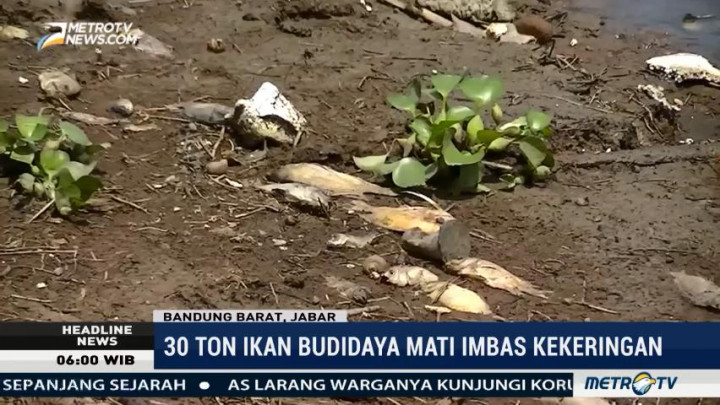 Imbas Kekeringan, Puluhan Ton Ikan Budidaya di Bandung Barat Mati