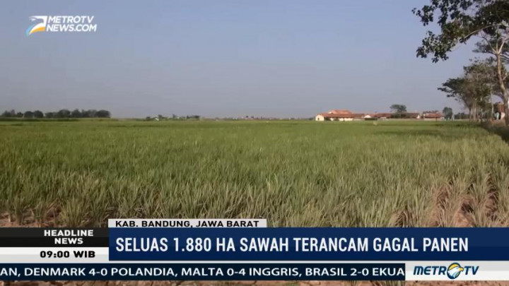 Kekeringan, Ribuan Hektare Sawah di Kabupaten Bandung Terancam Gagal Panen