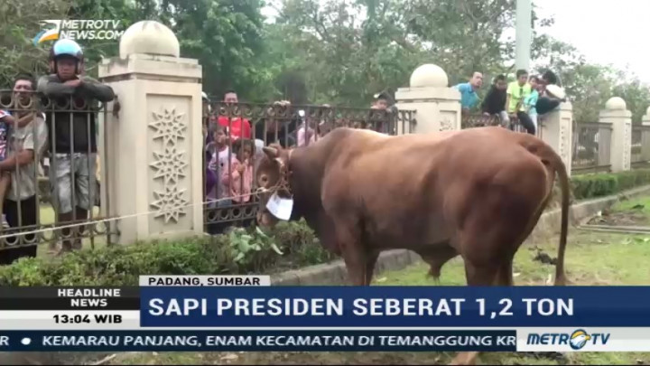 Jokowi Berkurban Sapi 1,2 Ton di Padang