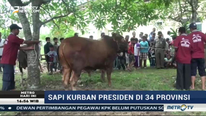 Jokowi Berkurban Sapi ke 34 Provinsi