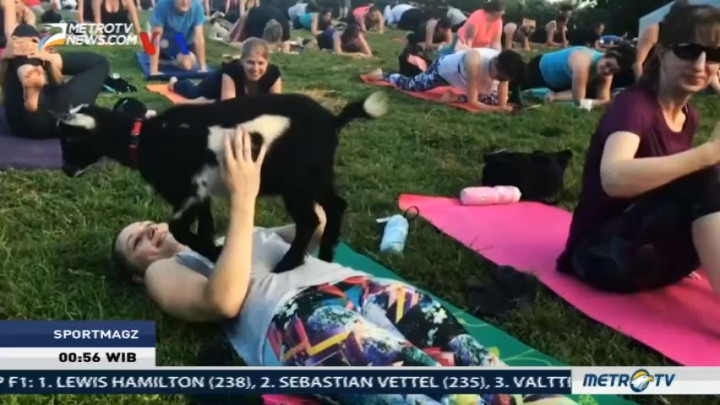 Yoga Bersama Anak Kambing