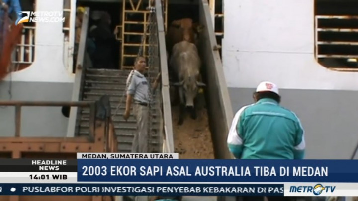 Ribuan Sapi Impor Tiba di Pelabuhan Belawan