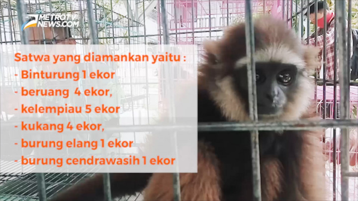 16 Satwa Dilindungi Berhasil Diamankan BKSDA Kalbar