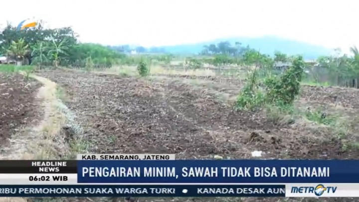 Kemarau Panjang, Puluhan Hektare Sawah di Semarang Alami Kekeringan
