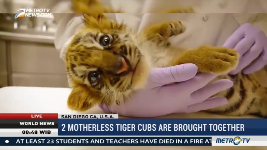 Two Motherless Tiger Cubs Are Brought Together at San Diego Zoo