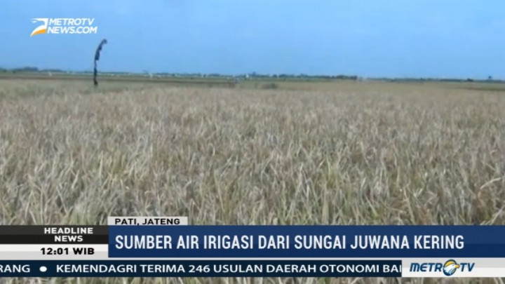 Kekeringan, 15 Hektare Tanaman Padi di Pati Terancam Puso